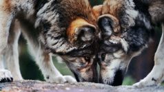 Soudce v USA obnovil status vlků jako federálně chráněných živočichů