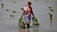 Pěstování rýže v Indii