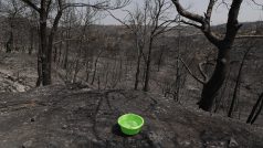 V ohněm zasažených přírodních oblastech se objevují misky naplněné vodou