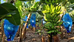 Na jednom hektaru tady roste téměř 2000 banánovníků. Zhruba 90 procent úkonů na plantáži připomínající rozsáhlou džungli se tady přitom stále dělá ručně
