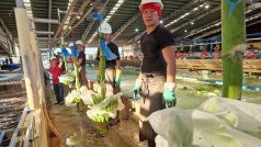 FIlipínští pracovníci banánové plantáže