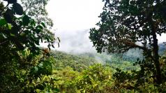 Nadace se snaží chránit les stejně jako biodiverzituv něm, zalesňovat odlesněné plochy a spolupracovat s místními komunitami.