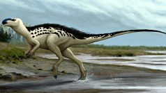 Paleontolog Daniel Madzia říká, že Burianosaurus žil přibližně před 94 miliony let, tedy až o 30 milionů let dřív než populární Tyranosaurus rex.