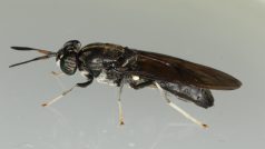Black Soldier Fly (Hermetia illucens)