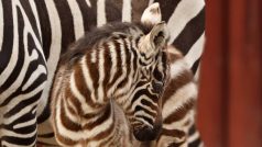 Zebra bezhřívá patří mezi nejohroženější savce na světě