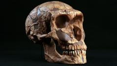 Homo neanderthalensis (ilustrační foto)