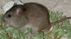 Australská vláda potvrdila, že krysa Melomys rubicola patří mezi vyhynulé živočišné druhy.