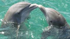 Delfín, delfíni (ilustrační foto)