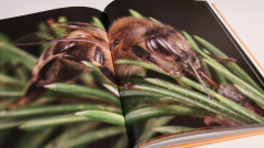 Listování knihou Včely medonosné a jejich tajemný život v lese