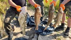 Sběr leklých ryb z Odry