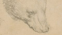 Vzácná kresba medvědí hlavy od italského renesančního umělce Leonarda da Vinciho se v londýnské aukční síň Christie&#039;s vydražila za 266 milionů korun