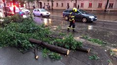 Spadlý strom v Ječné ulici