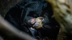 Mjiládě medvěda malajského se samicí Barmou