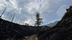 Požár v Českém Švýcarsku se nešíří na nová místa, lokalizovaný ale zatím není