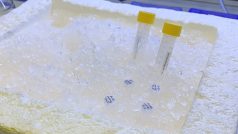 Vědci z Biotechnologického ústavu Akademie věd připravují druhou fázi klinických testů léku proti rakovině Mitotam