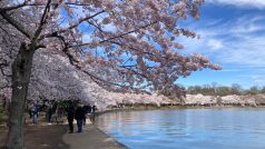 Letos se správě parku podařilo předpovědět, kdy třešně rozkvetou