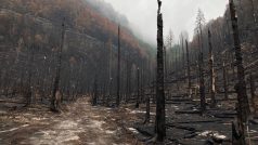 Zničený les v oblasti Černého gruntu. Oheň spálil 1040 hektarů lesa, což je asi 15 procent rozlohy národního parku