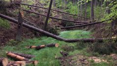 Kůrovec se v regionu Českého Švýcarska v minulosti rozmnožil na hranici kalamity hlavně kvůli suchým létům