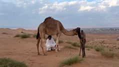Beduíni v ománské poušti chovají velbloudy nejen na maso, ale také na soutěže krásy a rychlosti
