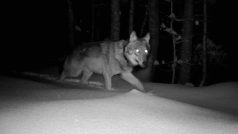 Jedna z obojkovaných vlčic zachycená v lednu na fotopasti v Bavorském lese