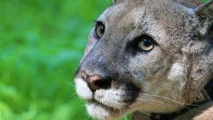 Puma (ilustrační foto)