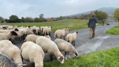 Pastevci na Litoměřicku hnali tradičním způsobem více než stodvacetihlavé stádo ovcí chráněným územím Českého středohoří