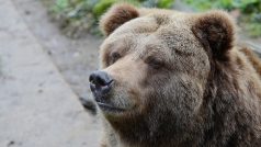 Poslední samice medvěda hnědého grizzly v České republice, Helga (na snímku ze 14. ledna 2015) z děčínské zoologické zahrady