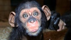 Pětiměsíční samička šimpanze učenlivého Caila
