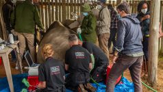 Mezinárodnímu týmu odborníků se v rezervaci Ol Pejeta v Keni podařilo dvěma posledním žijícím samicím nosorožce severního odebrat deset vajíček