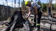 Dobrovolný hasič z Křešic na Děčínsku měří termokamerou teplotu ohořelých stromů v Dlouhém dole nad Edmundovou (Tichou) soutěskou, kde hlídá část první oblasti předané hasiči správě parku po ukončení hašení požáru.