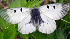 V Milovickém lese pod Pálavou vymírá motýl jasoň dymnivkový, který je kriticky ohrožený.