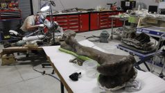 Archeologický nález - kost z nohy thescelosaura