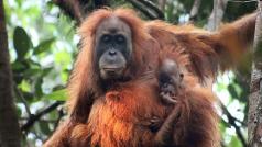 Nový druh orangutana - tapanulijský orangutan
