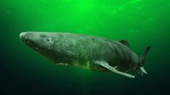 Žralok malohlavý, též žralok grónský (Somniosus microcephalus)
