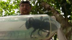 Největší včela na světě byla znovuobjevena na souostroví Moluky.