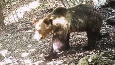 Medvěd M49, kterému přezdívají Motýlek, zachycený fotopastí při svém posledním útěku