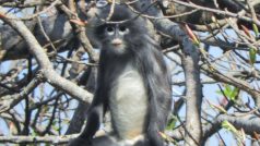 Vědci objevili v odlehlé oblasti Barmy dosud neznámý druh opice, ale okamžitě ho zařadili mezi nejohroženější živočišné druhy. Podle nich existuje jenom zhruba 200 hulmanů Popa (na snímku)