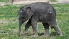 Mládě slona indickéhoSamička slona indického, která se narodila 27. března 2020