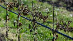 Keře révy vinné ve Vinařství Maděřič v Moravskékm Žižkově, které poškodily noční mrazy