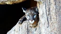 Puma (ilustrační foto)