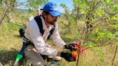 Správce národního parku Podyjí Robert Stejskal vlévá herbicid do vyvrtané díry v akátu