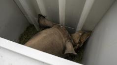 Jeden z přepravovaných nosorožců.