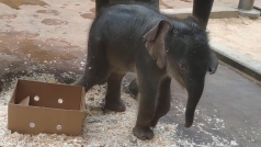 Slůně slona indického v pražské zoo na jednom z videí