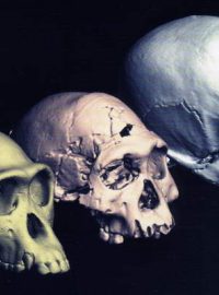 Příbuzní - šimpanz, Homo erectus a Homo sapiens