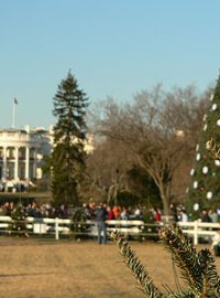 Vánoční strom před Bílým domem ve Washingtonu
