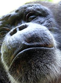 Šimpanzi - zdroj HIV