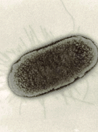 Bakterie E. coli