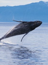 Ilustrační foto - velryba