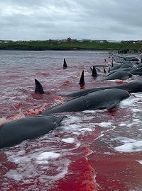 Lov velryb na Faerských ostrovech
