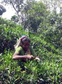 Sbírání čaje v okolí Kandy je klasická ruční práce